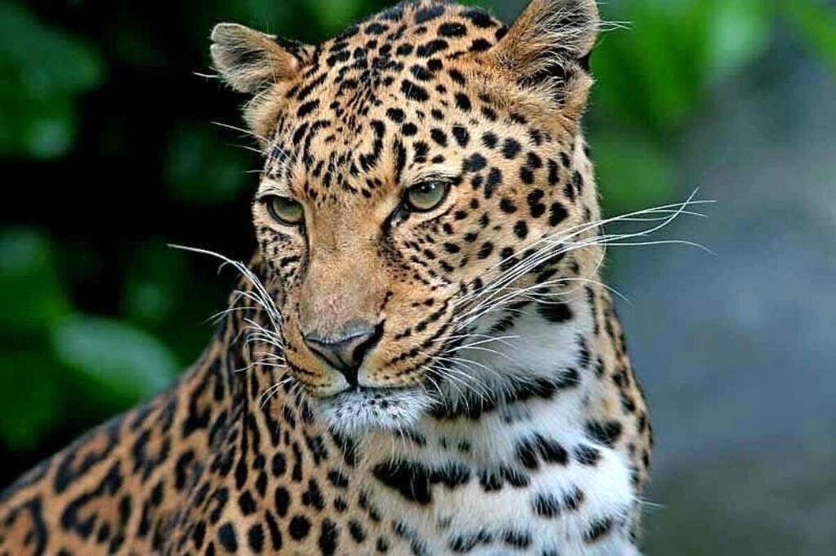 فیلمی از پلنگ زیبا، مغرور و باشکوه جنگل‌های هیرکانی مازندران