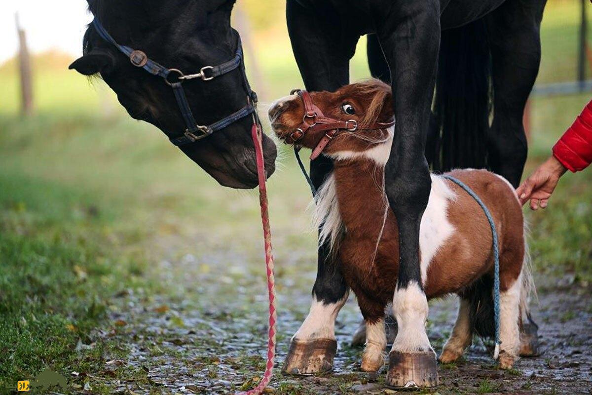 پوموکل؛ کوچکترین اسب دنیا با ۴۷ سانتیمتر قد و ۲۰ کیلو وزن که ۲۵ سال عمر می‌کند ولی انرژی‌اش ۱۰ برابر بیشتر از اسب‌های بزرگ است