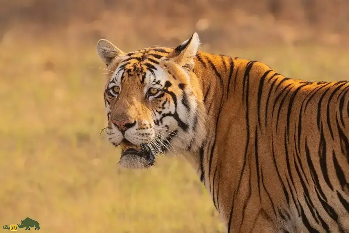 فیلمی نایاب از شکار کروکودیل توسط ببر بنگال در چند ثانیه