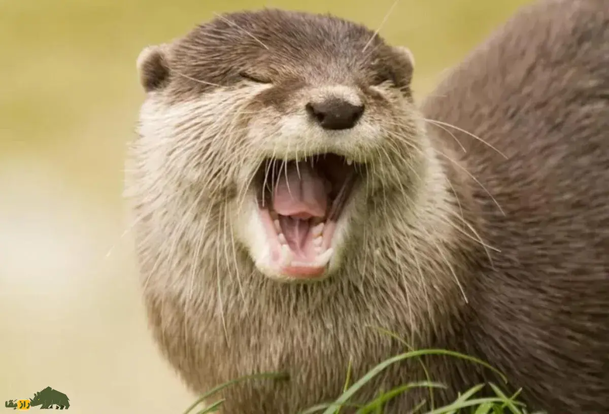 فیلمی از یک صحنه باورنکردنی؛ سمور پرنده‌ای را در رودخانه شکار کرد و او را تکه تکه کرد