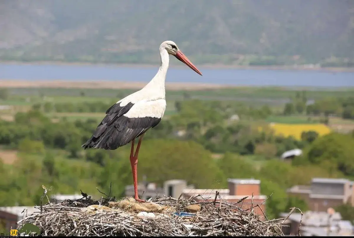 فیلمی عجیب از شکار ول حفار توسط لک لک خاکستری؛ سرعت و دقت باورنکردی لک لک خاکستری