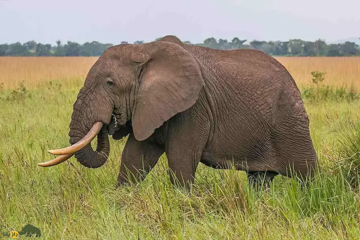 فیلمی عجیب از تلاش‌های شیر ماده برای شکار فیل غول‌پیکر