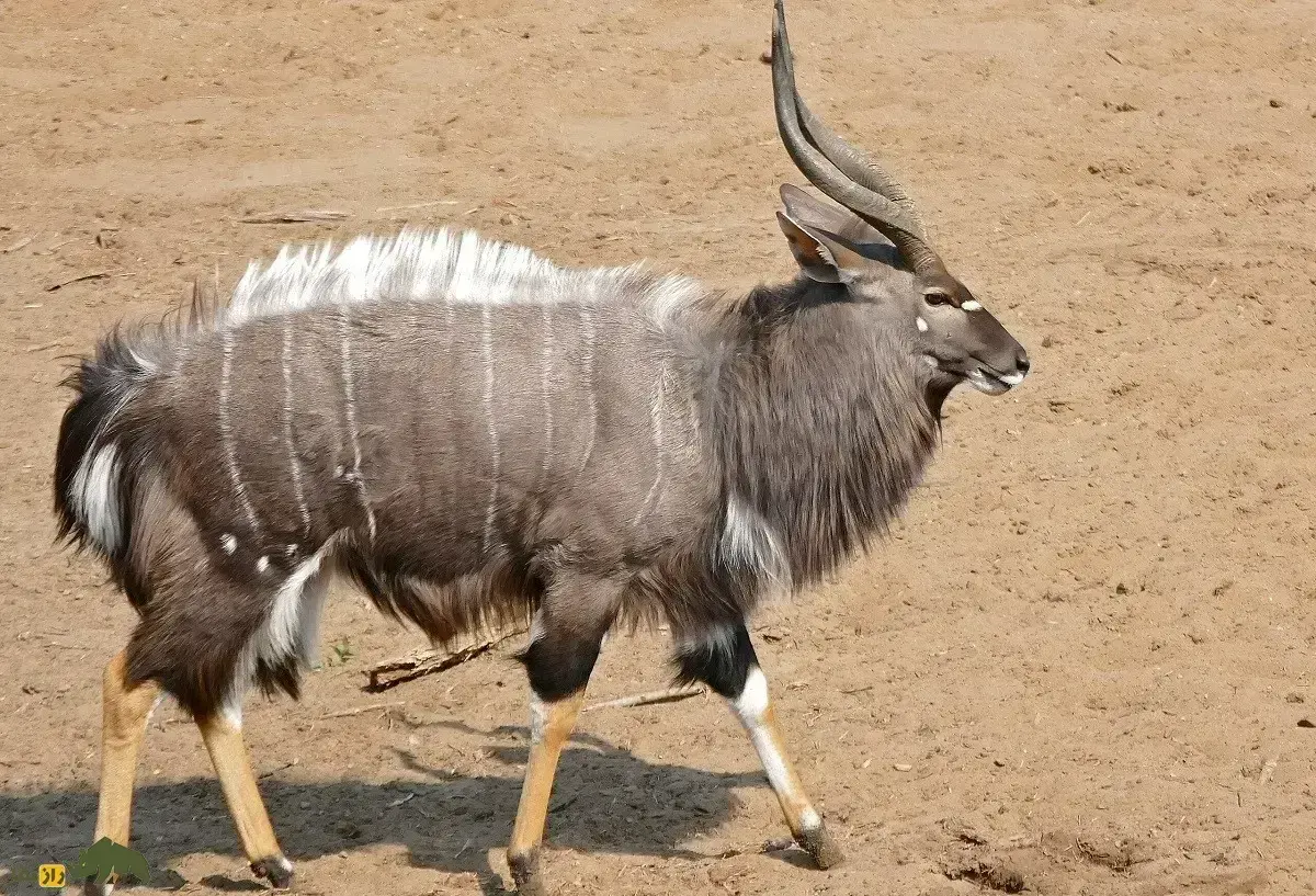 فیلمی عجیب از گوزن نیالا که همزمان با اسب آبی و سگ‌های وحشی مبارزه کرد اما سر انجام طعمه کروکودیل شد