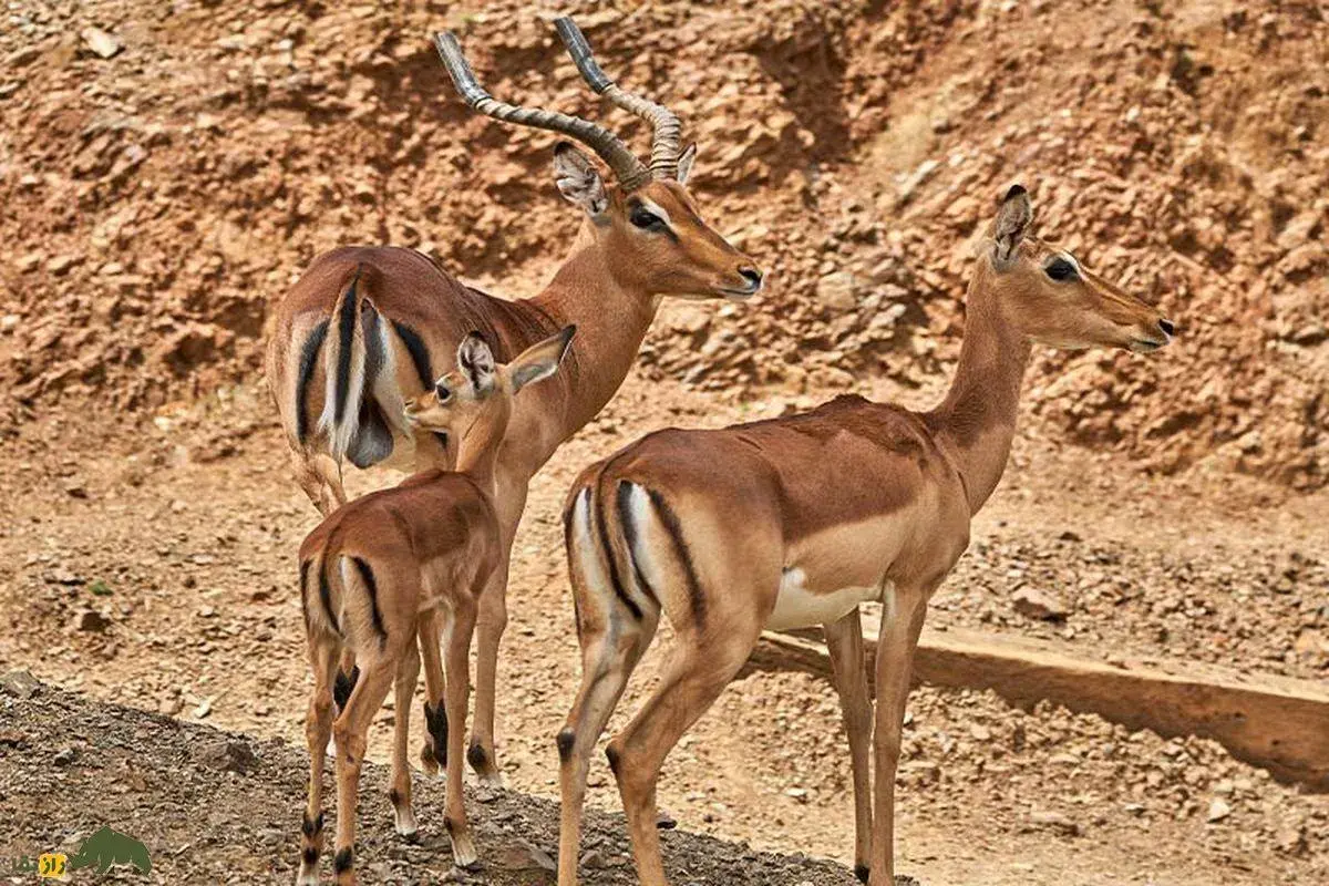 فیلمی تلخ از یک بچه آهو که با سختی زیاد از آرواره‌های کروکودیل گریخت، اما چند ثانیه بعد توسط پلنگ شکار شد!