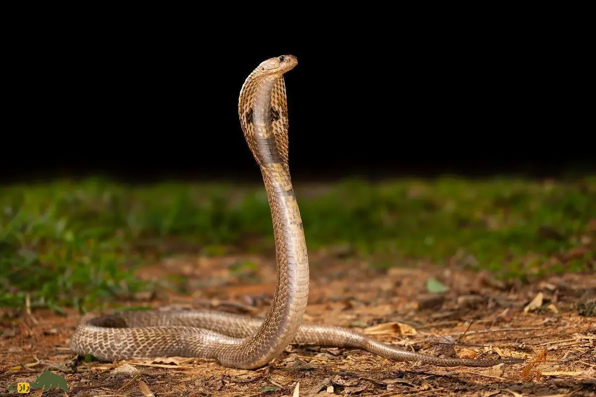 فیلمی جذاب از تلاش‌های سنجاب مادر برای نجات جان توله‌هایش از دست مار کبرا سفید