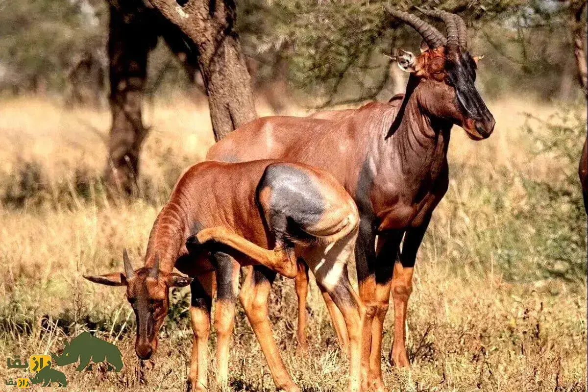 ویدئویی خارق‌العاده از مبارزه یک گوزن یالدار با دو شیر ماده که هردو را شکست داد