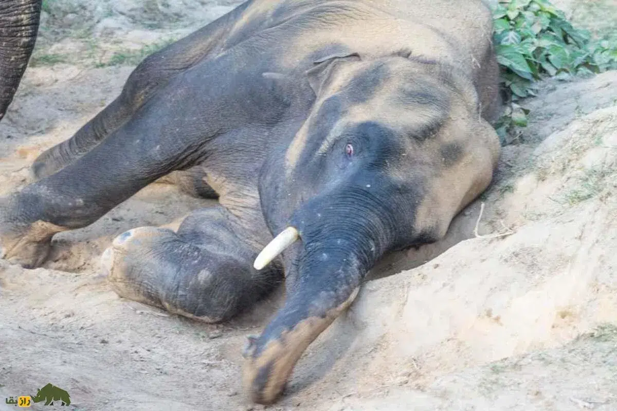 ویدئویی عجیب از نجات جان بچه فیل از دست شیر‌ها توسط بوفالو‌ها