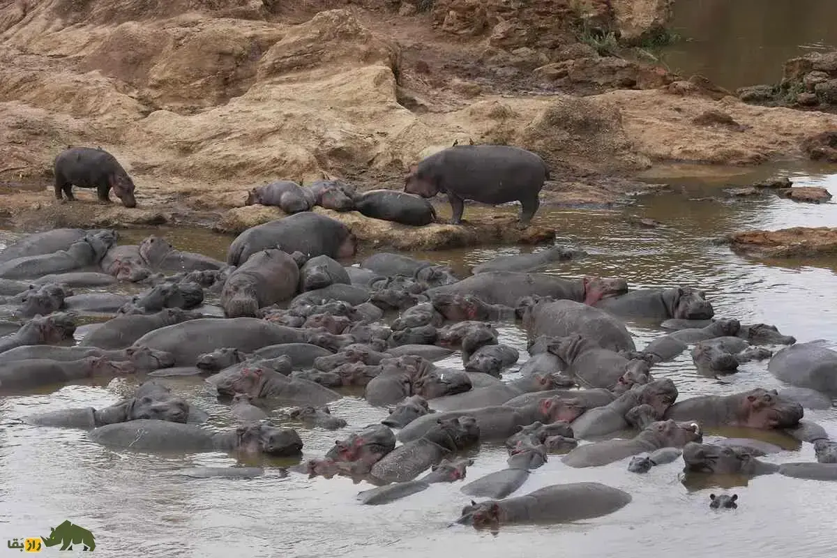 فیلمی عجیب از حمله یک گله اسب آبی به کوسه گاوی در رودخانه آب شیرین