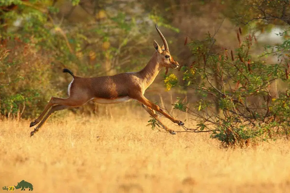 فیلمی از همکاری عجیب عقاب و دو شغال برای شکار غزال تیزپا