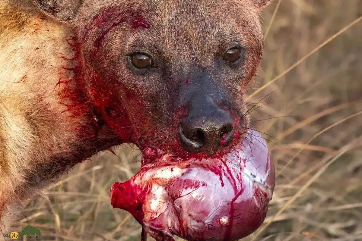 (ویدئو) شیر ماده‌ای که در محاصره گله کفتار‌ها بود با فراخواندن دو خواهر خود از مرگ فرار کرد!