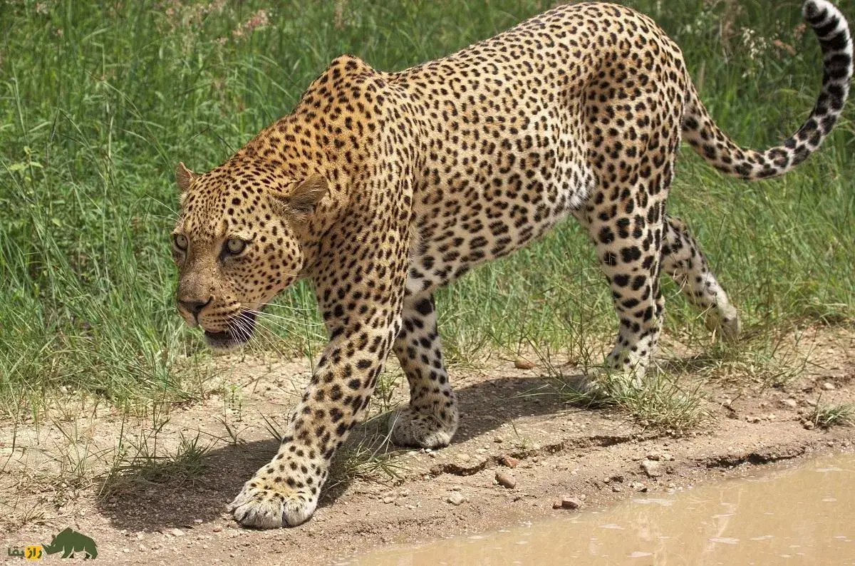 تصاویری دیدنی از تلاش پلنگ آفریقایی برای بردن لاشه آهو به بالای درخت!