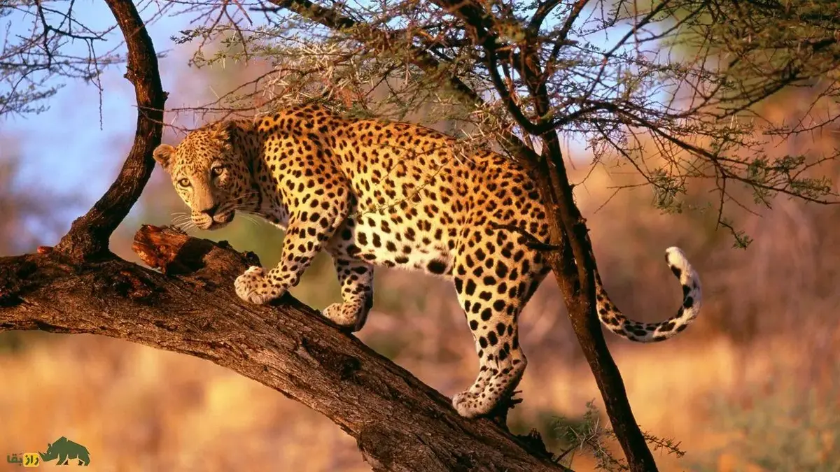 فیلمی جذاب از حمله شیر نر به پلنگ درحال استراحت