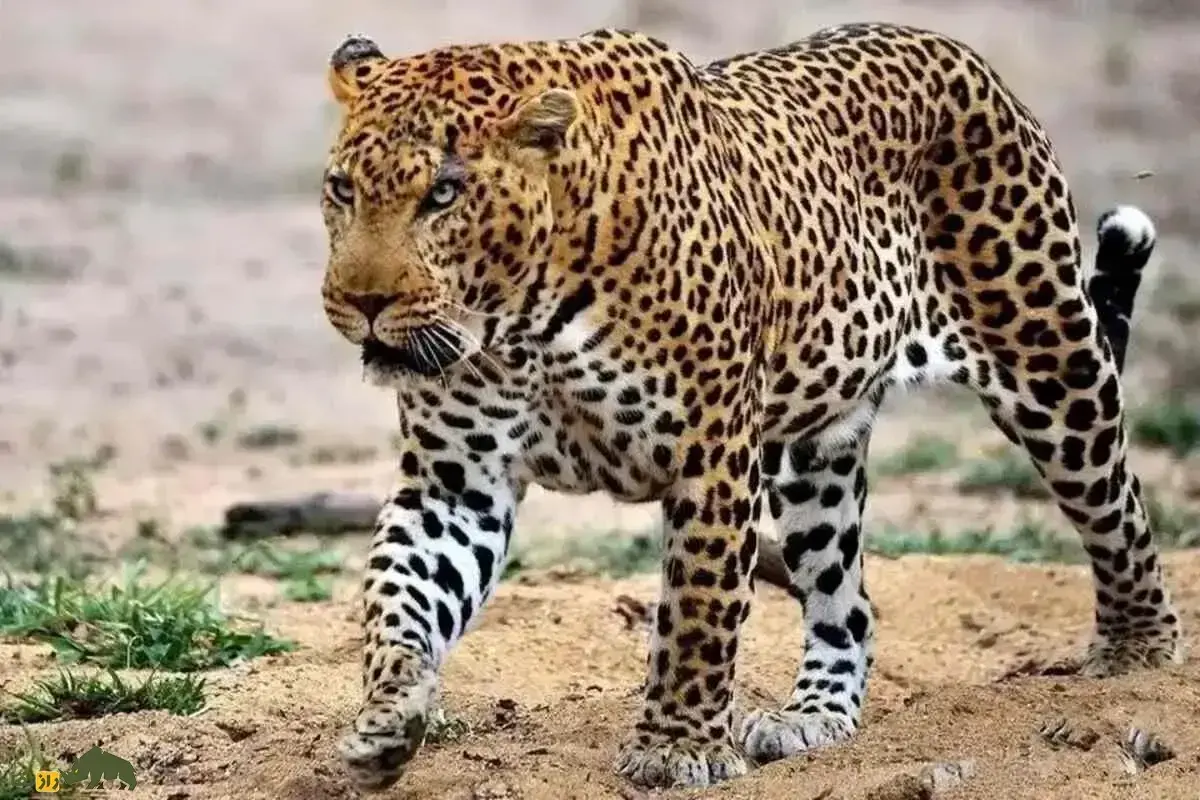 (ویدئو) مشاهده یک قلاده پلنگ ایرانی در روستای سیمین دشت فیروزکوه