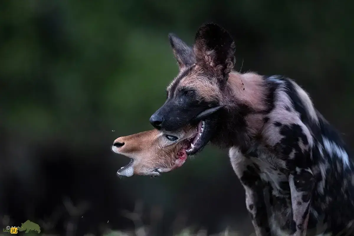 (ویدئو) نبرد سهمگین اسب آبی با گله سگ‌های وحشی بر سر شکار غزال؛ اسب آبی ۱۵۰۰ کیلویی گوشت‌خوار است؟