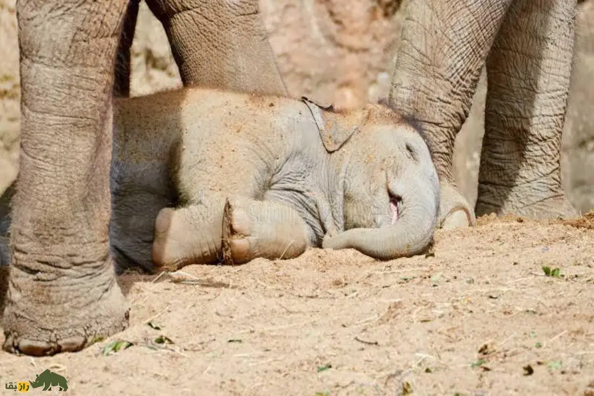 درگیری بچه فیل بامزه تازه به دنیا آمده با گله پرستو‌های درحال کوچ در آفریقا