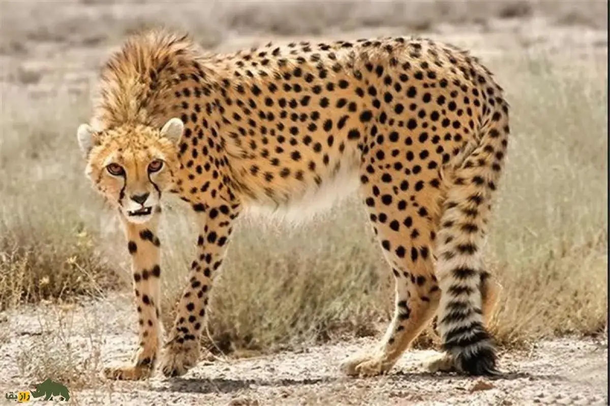 فیلمی از حمله شیر به یوزپلنگ؛ شیر به گرد پای یوزپلنگ هم نرسید