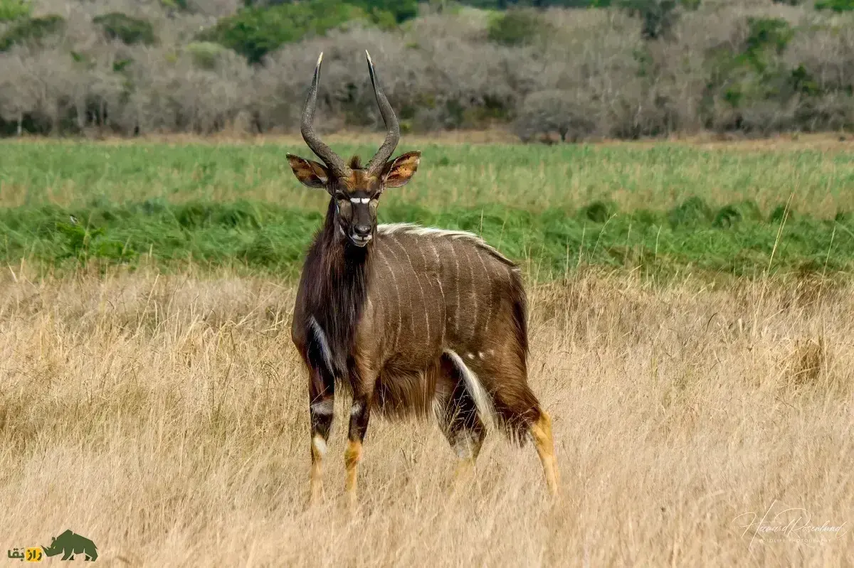 فیلمی از فرار عجیب گوزن نیالا از دست شیر؛ پرش شش هفت متری نیالا از بالای یک خودرو گردشگری