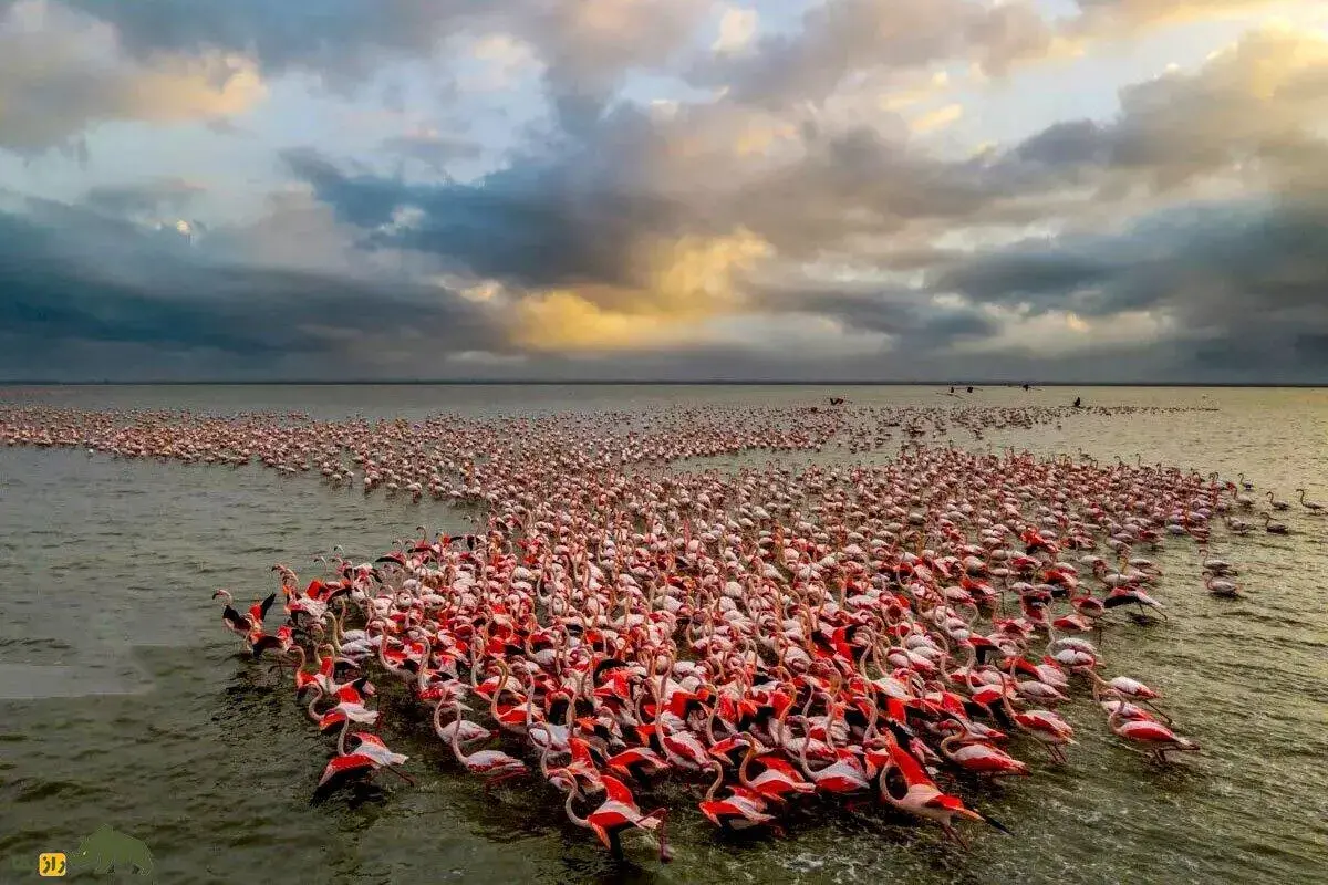 فیلمی جذاب از پرندگان مهاجر در تالاب میانکاله
