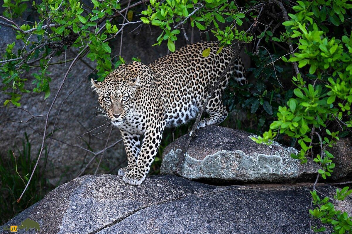 فیلمی +۱۶ از لحظه خفه شدن شغال زیر آرواره‌های هولناک پلنگ؛ ثانیه‌هایی واقعی از مرگ در حیات‌وحش را ببینید!