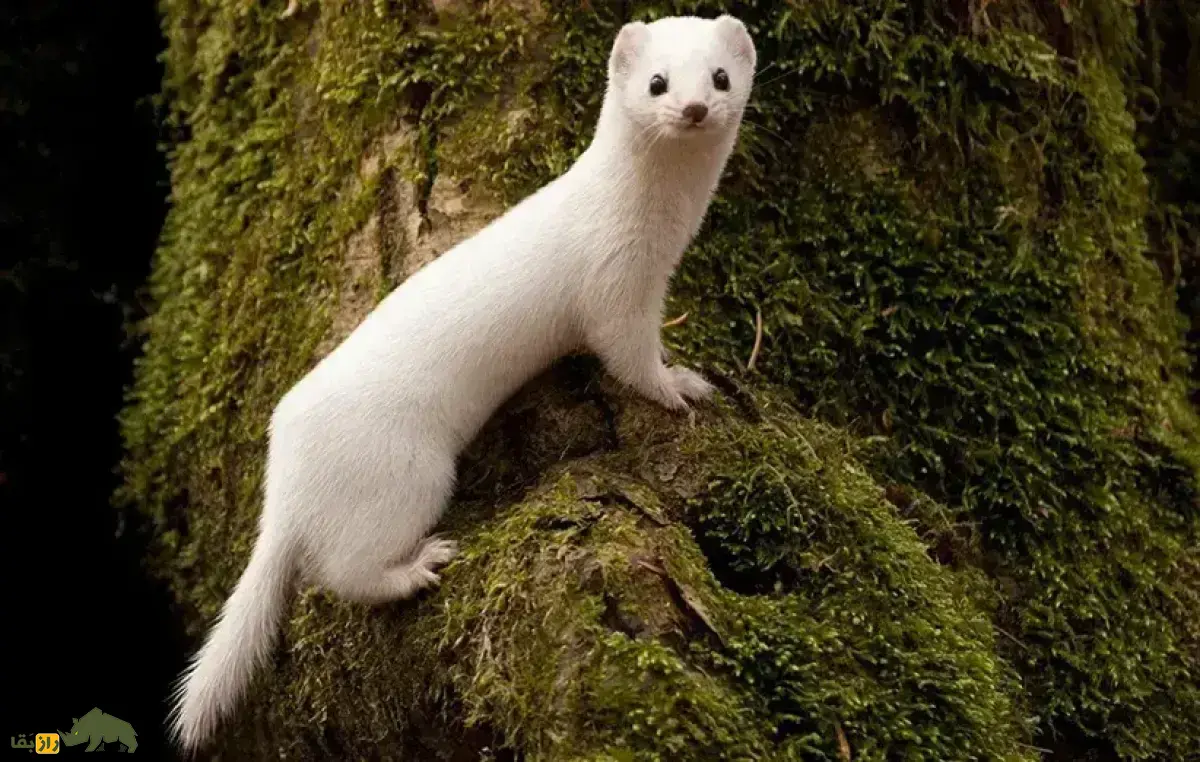 (ویدئو) قاقم؛ بامزه‌ترین شکارچی جهان که قاتلی خون خوار است