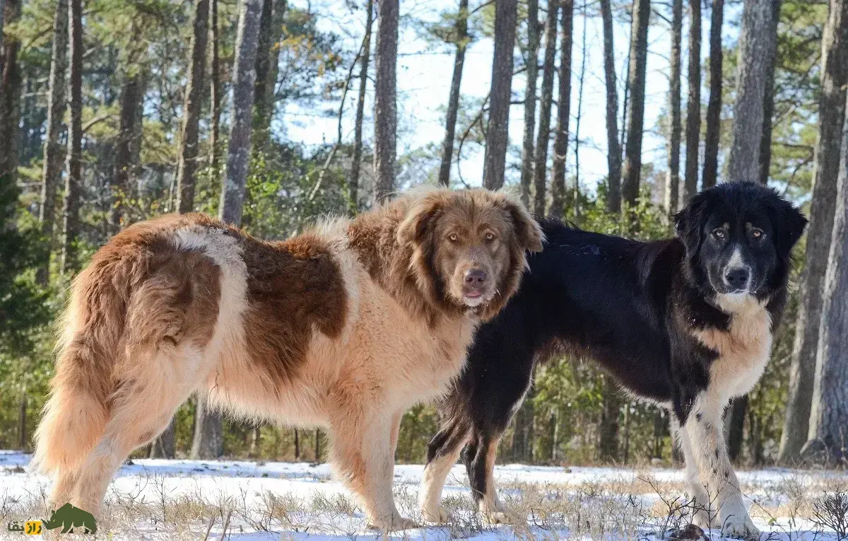سگ کاراکاچان؛ سگ باستانی و بلغاری معروف به «گرگ‌کش» که ارتش از آن استفاده می‌کند و جورج بوش و پوتین آن را از بلغارستان هدیه گرفتند