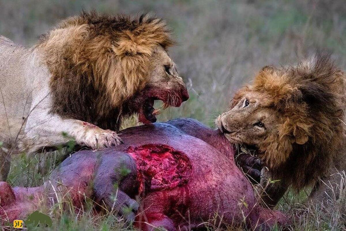 قانون جنگل | تصاویری دلخراش از حیات‌وحش؛ روزی که شیرها گرسنه باشند جنگل رنگ خون می‌گیرد!