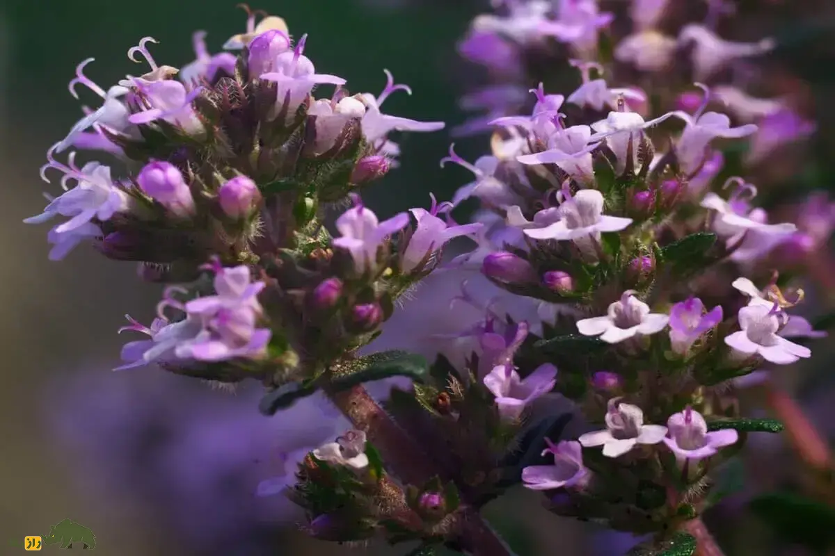 آویشن دنایی؛ گیاه افسانه‌ای که فقط در کوه‌های ایران می‌روید و ریه‌ها را پاکسازی می‌کند، عفونت‌ها را می‌کشد و از گذشته تا امروز داروی بقا و سلامتی بوده است