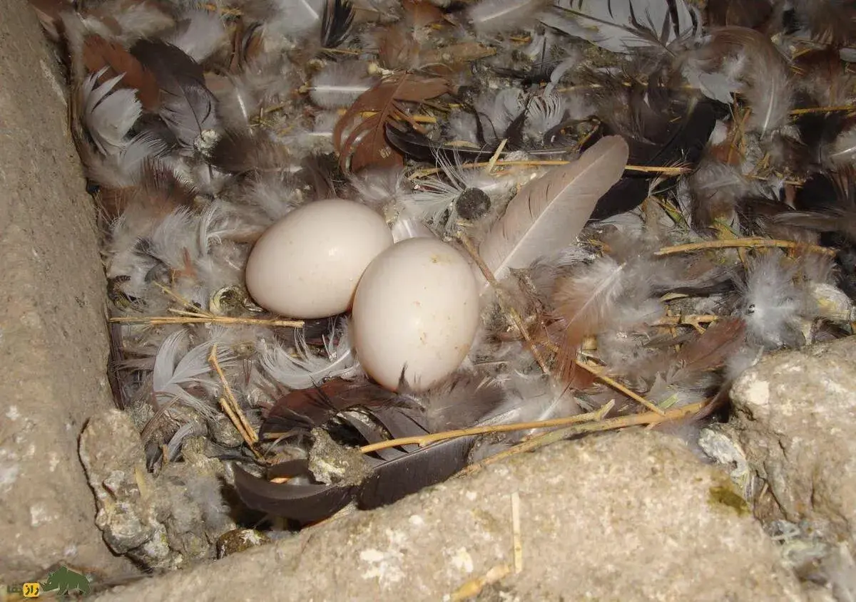 آیا خوردن تخم کبوتر واقعاً لکنت زبان کودکان را درمان می‌کند؟