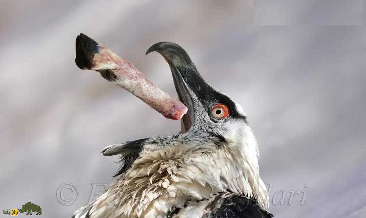 تصاویر نادر از «همای سعادت» در چهارمحال و بختیاری