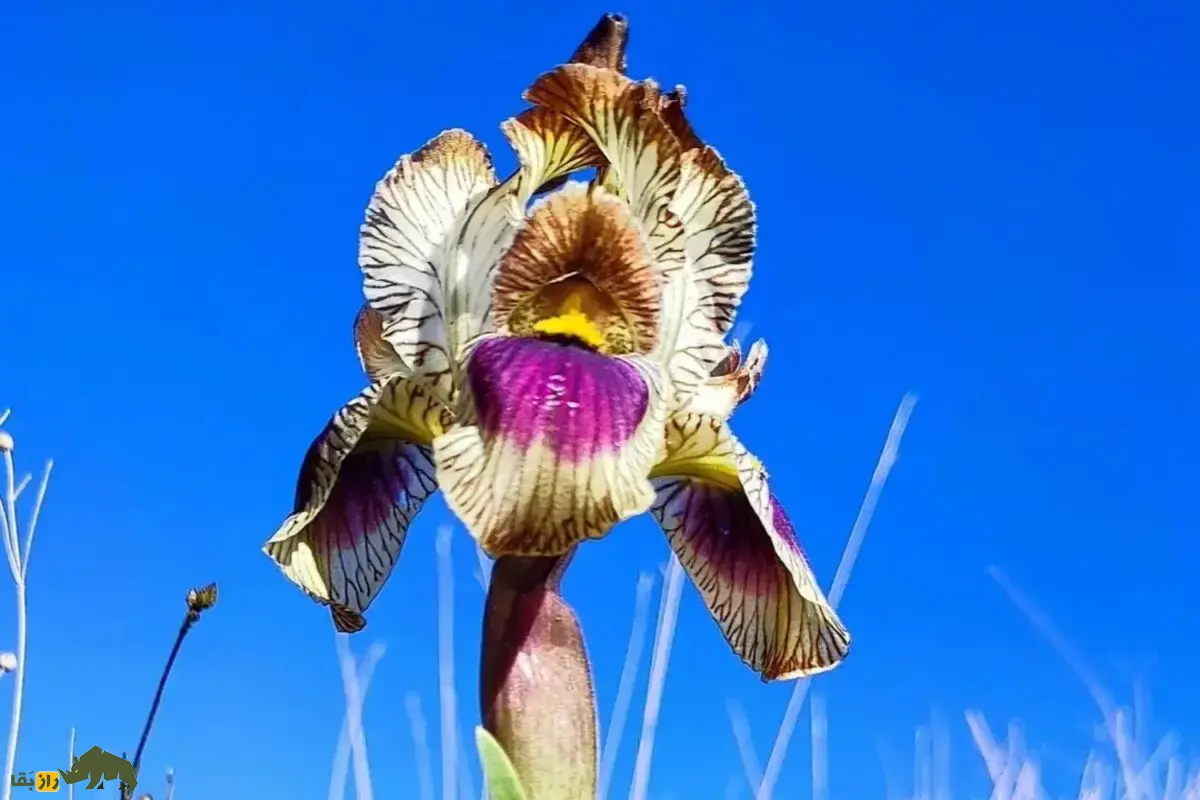 زنبق ماد؛ گل فوق‌العاده کمیاب و بومی ایران با نامی برگرفته از قوم ماد که اروپایی‌ها نتوانستند آن را در سرزمین‌شان پروش دهند