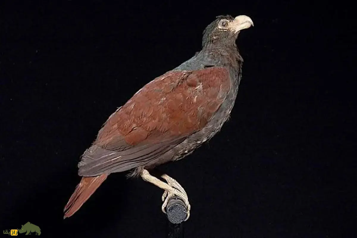 مانومئا یا کبوتر منقار دندانی؛ آخرین بازمانده خویشاوند دُدو در ساموآ که پس از سال‌ها دوباره در جنگل‌های دورافتاده دیده شد