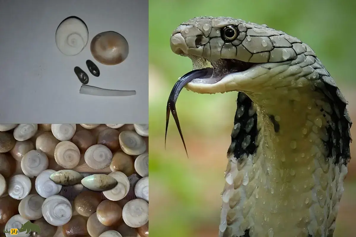 مهره مار؛ سنگ‌هایی که به عنوان مهره مار فروخته می‌شود چیست، مهره مار اصلی چه شکلی‌ست و چطور می‌شود مهره مار اصلی را تشخیص داد؟