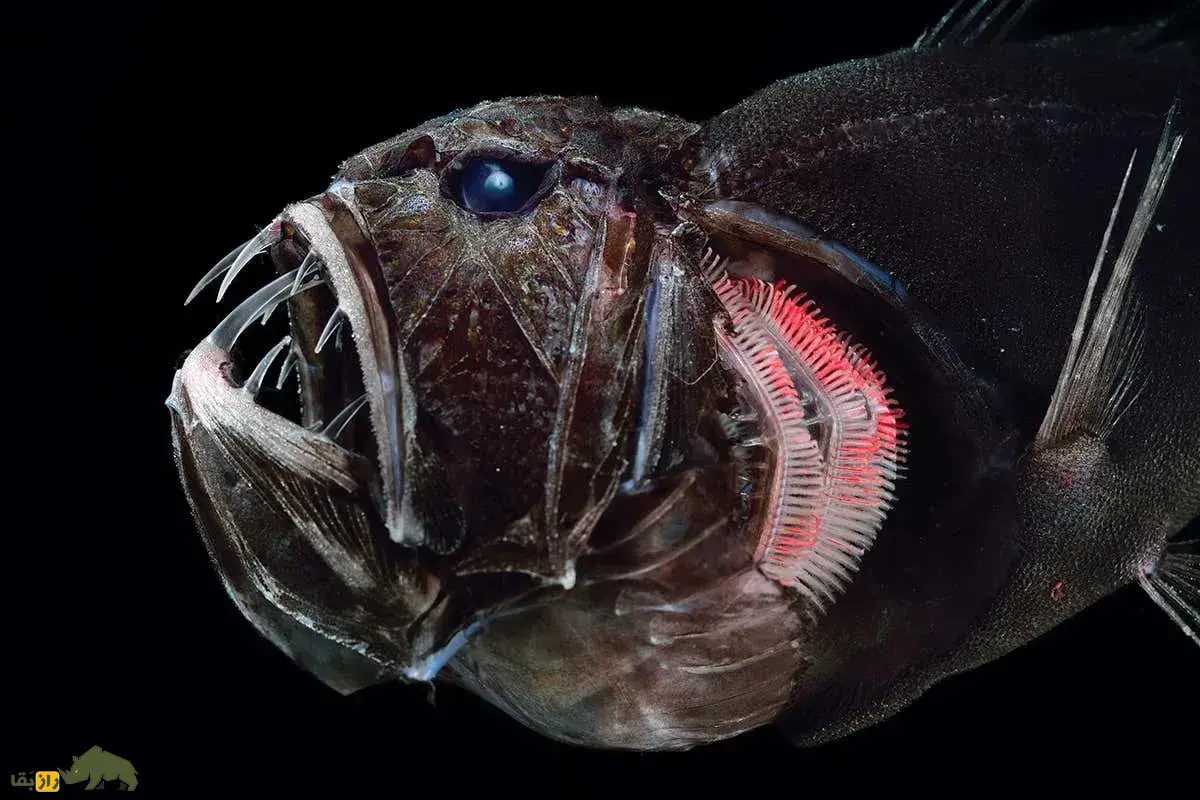 دندان نیش؛ ماهی معروف به غول کوچک با دندان‌هایی ترسناک و مرگبار که در تاریک‌ترین قسمت اقیانوس زندگی می‌کند