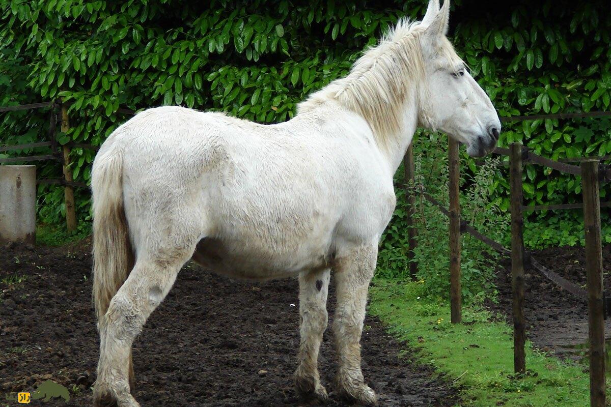 قاطر پواتو؛ بزرگترین قاطر جهان با بدنی پشمالو و حاصل جفت‌گیری الاغ پواتو و اسب ماده که استاد راه رفتن در باتلاق است