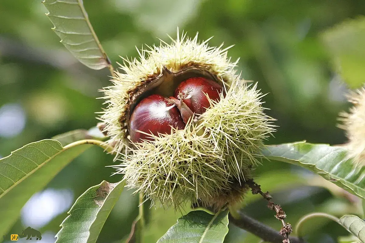 شاه‌بلوط شیرین یا شاه‌بلوط اسپانیایی؛ تاریخی‌ترین درخت اروپا معروف به «نان فقرا» که نامیراست و زمانی که پیر و وتوخالی می‌شود باز هم رشد می‌کند