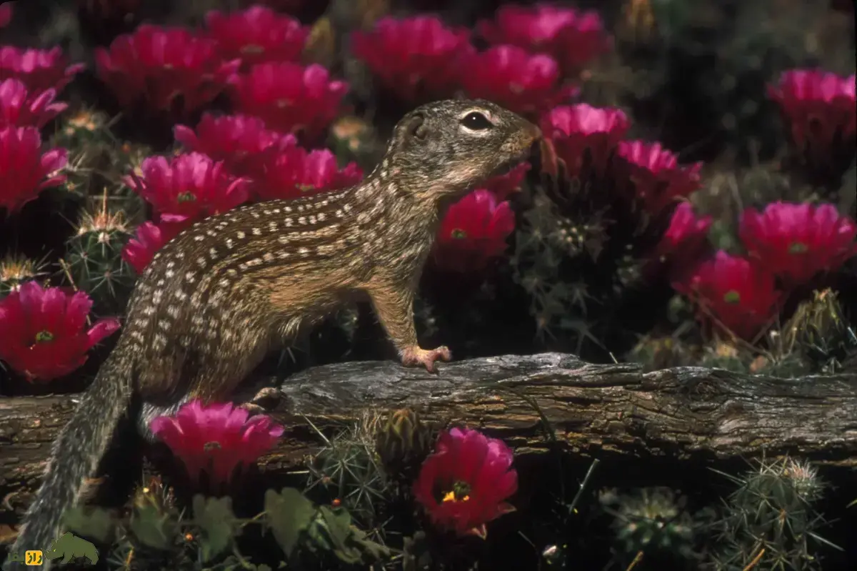 راسوموش؛ نوعی سنجاب شگفت‌انگیز با ساعت زیستی بسیار دقیق که روی بدنش بارکد طبیعی دارد و در زمستان مغزش خاموش می‌شود