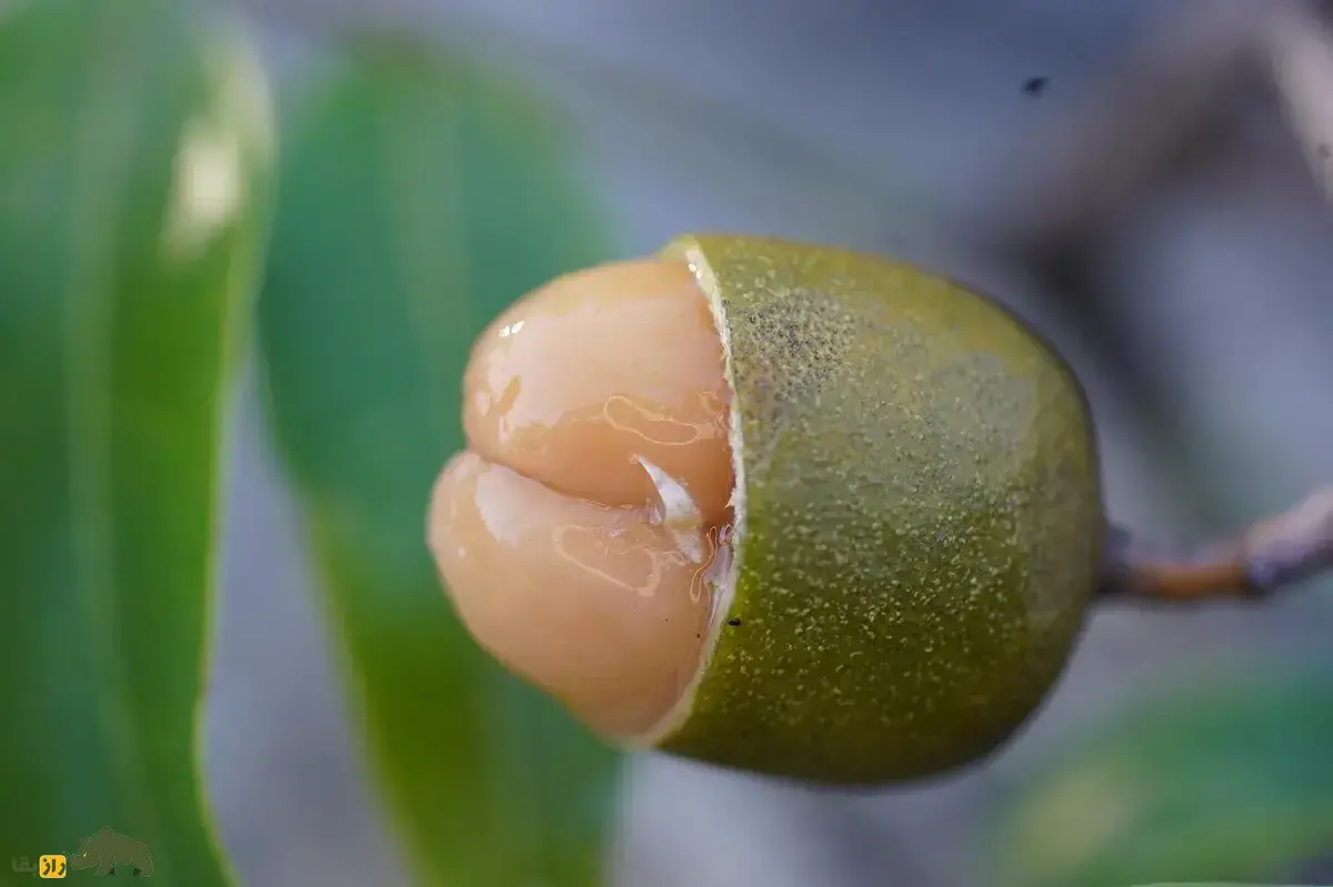 گاوچشم؛ میوه گرمسیری ترش و شیرین معروف به «درخت کشاورز تنبل» که شیره درخت آن به عنوان ابزار ماهیگیری استفاده می‌شود