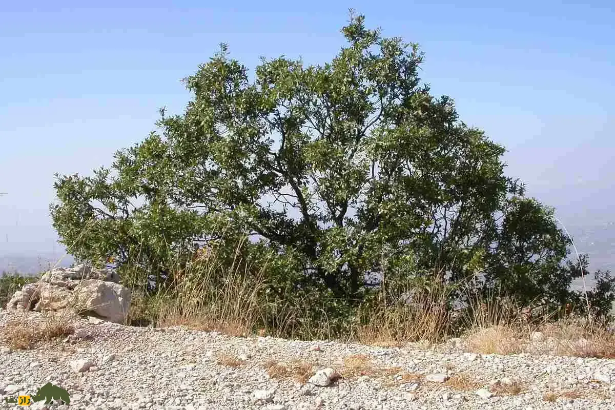 بلوط ایرانی؛ درختانی ریشه‌دار که چون ستون‌هایی زنده کوه‌های زاگرس را در آغوش گرفته‌اند و قرن‌هاست نگهبان خاک، آب و حیات ایران‌اند