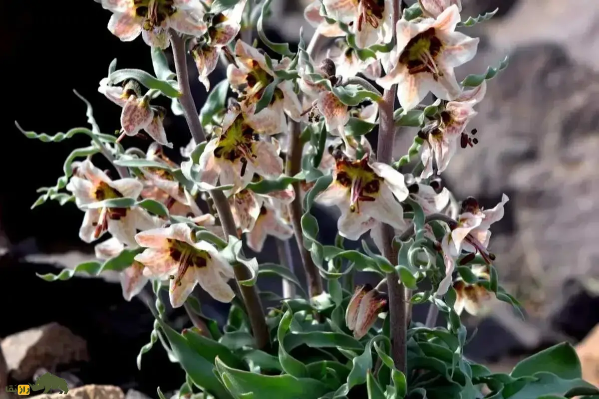 لاله واژگون قوزی؛ گل سرنگون بومی ایران با گل‌های واژگون درشت و کمیاب که نوید آغاز بهار است و فقط در دشت‌های مرکزی ایران رشد می‌کند