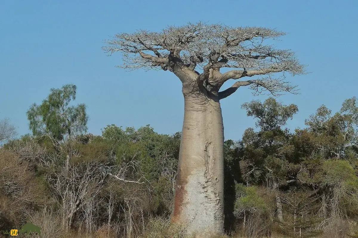 بائوباب غول‌پیکر؛ بزرگترین گونه بائوباب در جهان با تنه‌ای بطری شکل که ده‌ها هزار لیتر آب ذخیره می‌کند و گل‌هایش فقط یک شب زنده می‌مانند