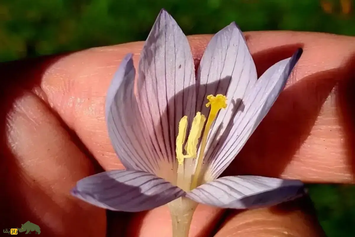 زعفران گیلانی؛ گل نادر و بومی شمال ایران با شکوفه‌های ظریف و رازآلود که در دل جنگل‌ها و ارتفاعات می‌روید و گنج پنهان ایران‌زمین است