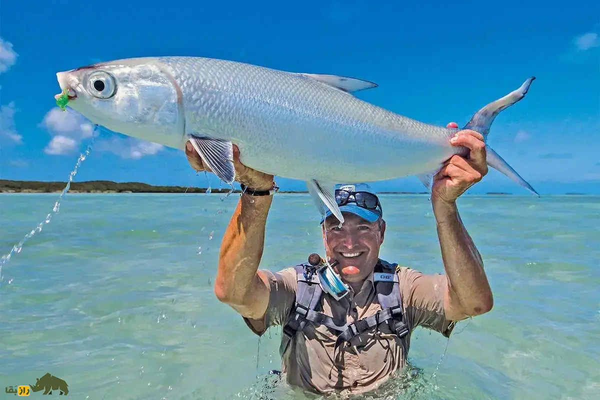 خامه‌ماهی؛ ماهی نقره‌ای بومی خلیج فارس با رشد سریع و گوشت باکیفیت که پروش آن سود اقتصادی بالایی دارد