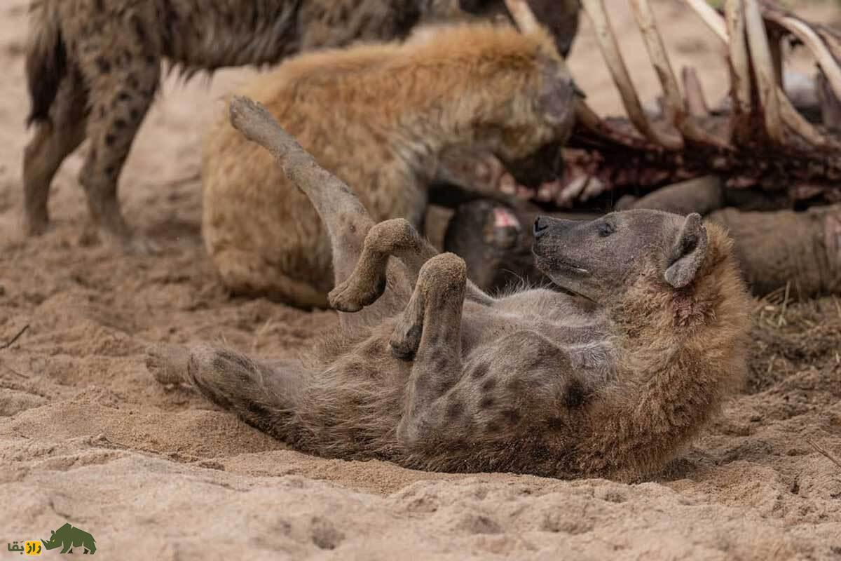 داستان پیچیده و رازآلود جفت‌گیری کفتار‌ها؛ از ساختار نامعمول آلت تناسلی کفتار ماده تا غیرممکن بودن رابطه جنسی اجباری توسط نر