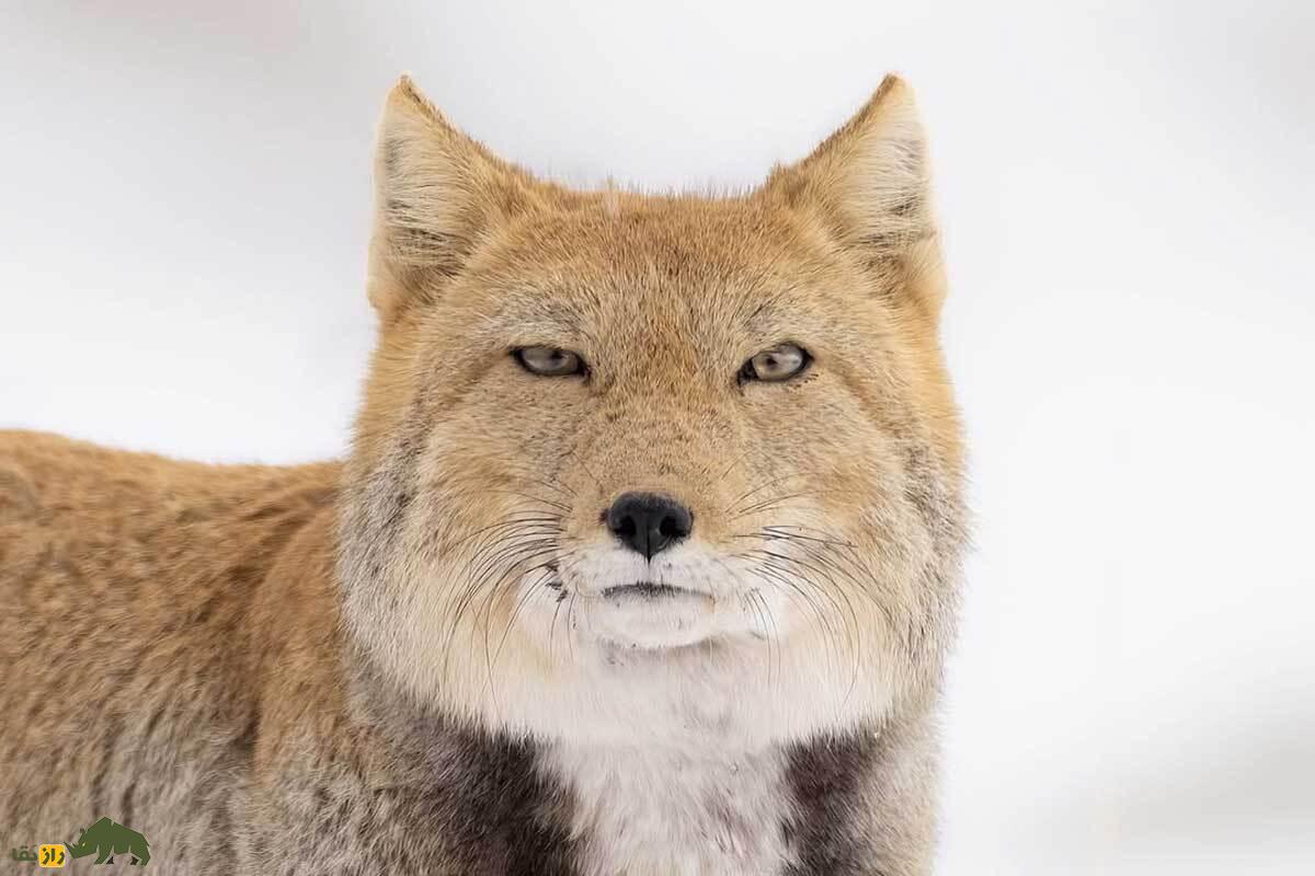 روباه تبتی؛ روباهی مرموز با صورت مکعبی در تبت که یکی از قوی‌ترین روباه‌های جهان و استاد شکار در ارتفاعات سرد است