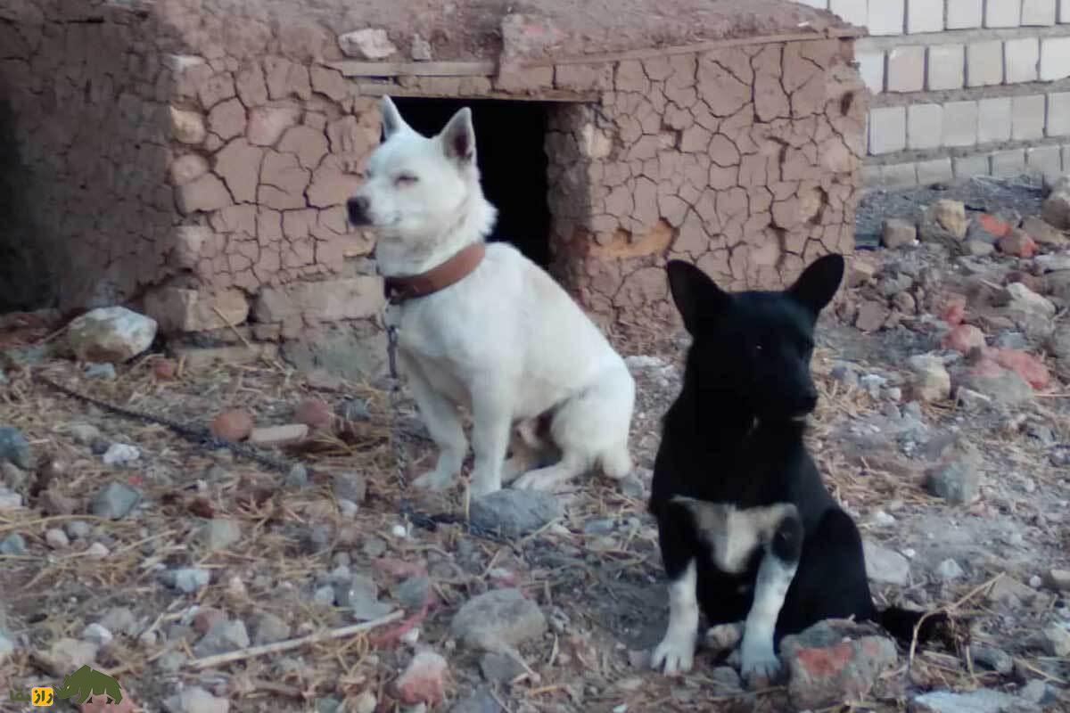 سگ فیندو؛ سگ شگفت‌انگیز ایرانی با وفاداری بی‌نظیر و انرژی بالا که رو به انقراض است