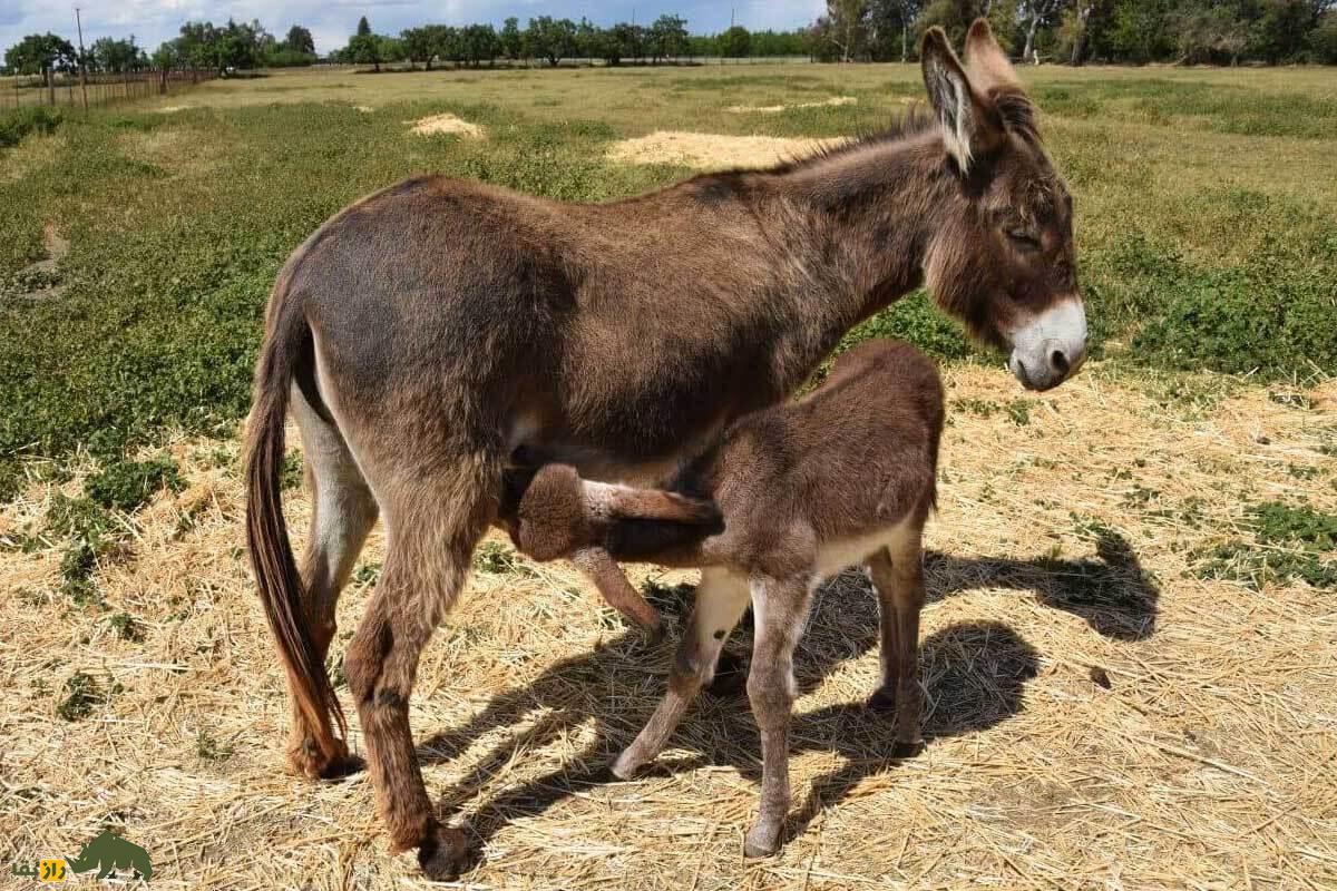 حقایق شگفت‌انگیز جفت‌گیری الاغ‌ها؛ از دوره بارداری ۱۲ ماهه الاغ تا راز ایستاده خوابیدن الاغ ماده هنگام بارداری