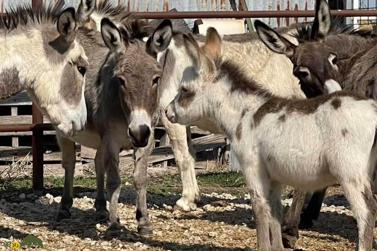 حقایق شگفتانگیز جفتگیری الاغها؛ از دوره بارداری ۱۲ ماهه الاغ تا راز ایستاده خوابیدن الاغ باردار حقایق شگفتانگیز جفتگیری الاغها؛ از دوره بارداری ۱۲ ماهه الاغ تا راز ایستاده خوابیدن الاغ باردار