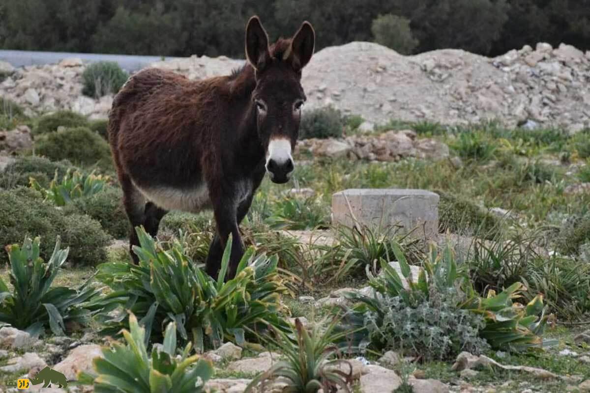 حقایق شگفتانگیز جفتگیری الاغها؛ از دوره بارداری ۱۲ ماهه الاغ تا راز ایستاده خوابیدن الاغ باردار حقایق شگفتانگیز جفتگیری الاغها؛ از دوره بارداری ۱۲ ماهه الاغ تا راز ایستاده خوابیدن الاغ باردار