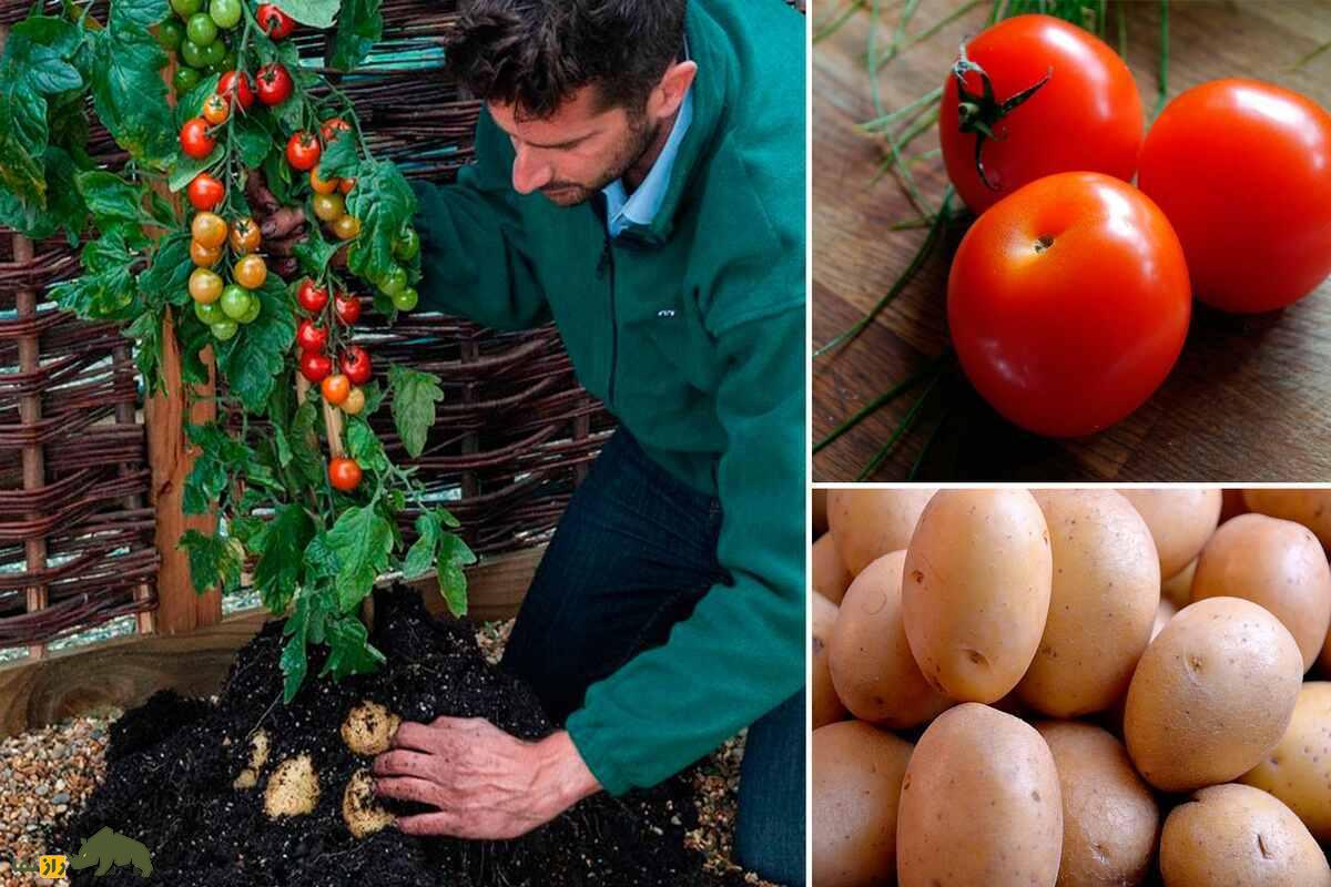 گیاه TomTato یا گوجه سیب‌زمینی؛ پیوند شگفت‌انگیز گوجه‌فرنگی روی سیب‌زمینی که امکان برداشت همزمان دو محصول در باغچه را فراهم می‌کند