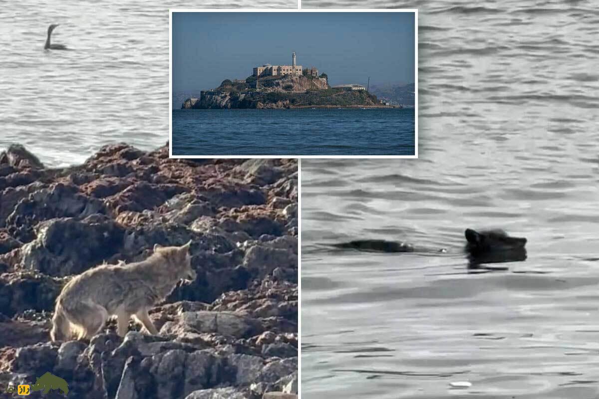 کایوت شجاع برای اولین بار در تاریخ با شنا خودش را به جزیره آلکاتراز رساند؛ ماجرایی باورنکردنی که اهالی سان‌فرانسیسکو را شگفت‌زده کرد